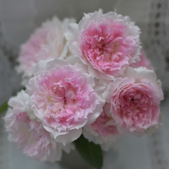 アジュール（大苗）7号鉢植え　河本バラ園　四季咲き　バラ苗　《農林水産省 登録品種》