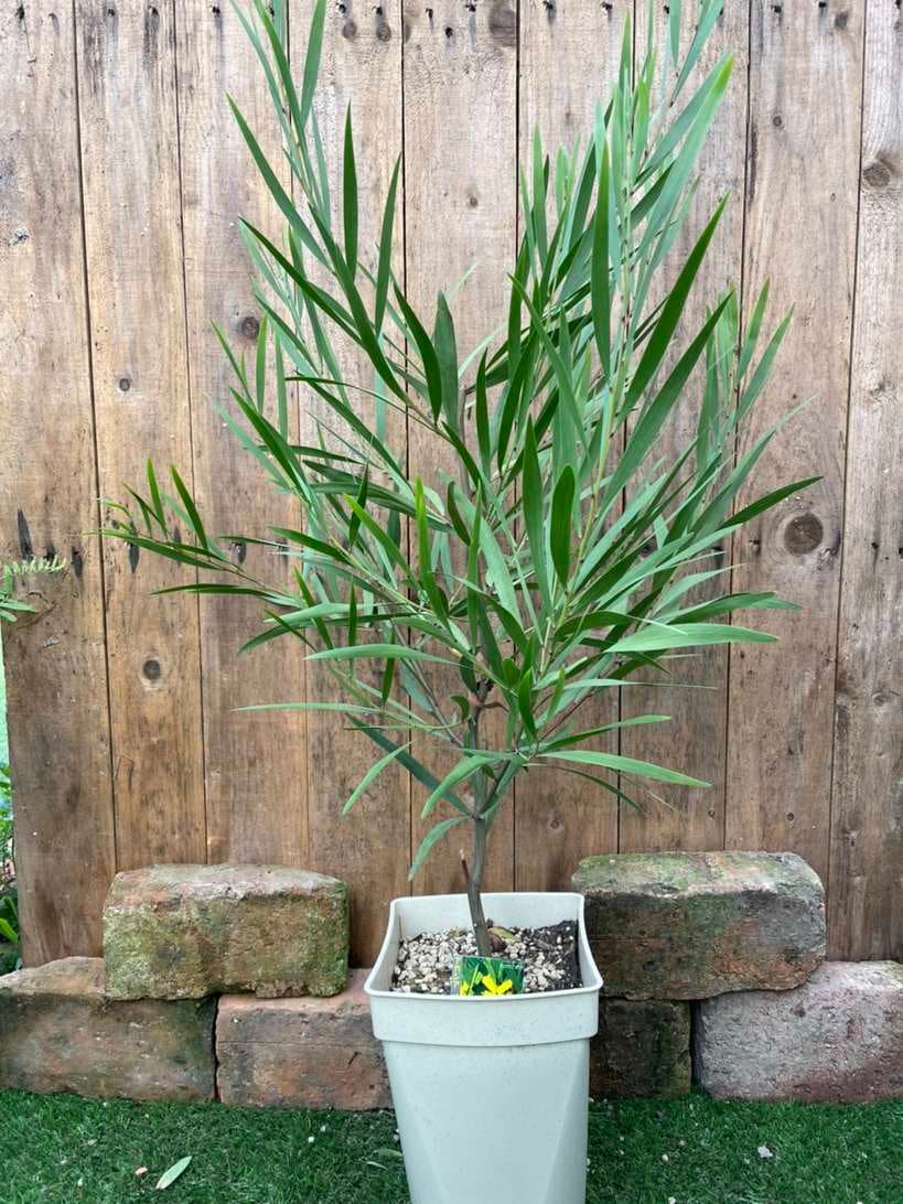 アカシア ゴールデンロッド ミモザ 常緑樹 7号鉢 果樹 花木 バラとハーブの専門ショップ 大神 おおが ファーム