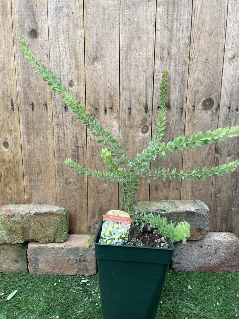 ミモザアカシア / 647 アカシア・ウィーピングワトル ミモザ 常緑樹 7