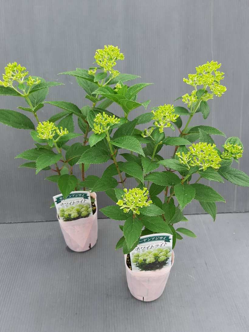 ノリウツギ 苗木 クリーム色の花の落葉樹 ノリウツギ 苗木 クリーム色