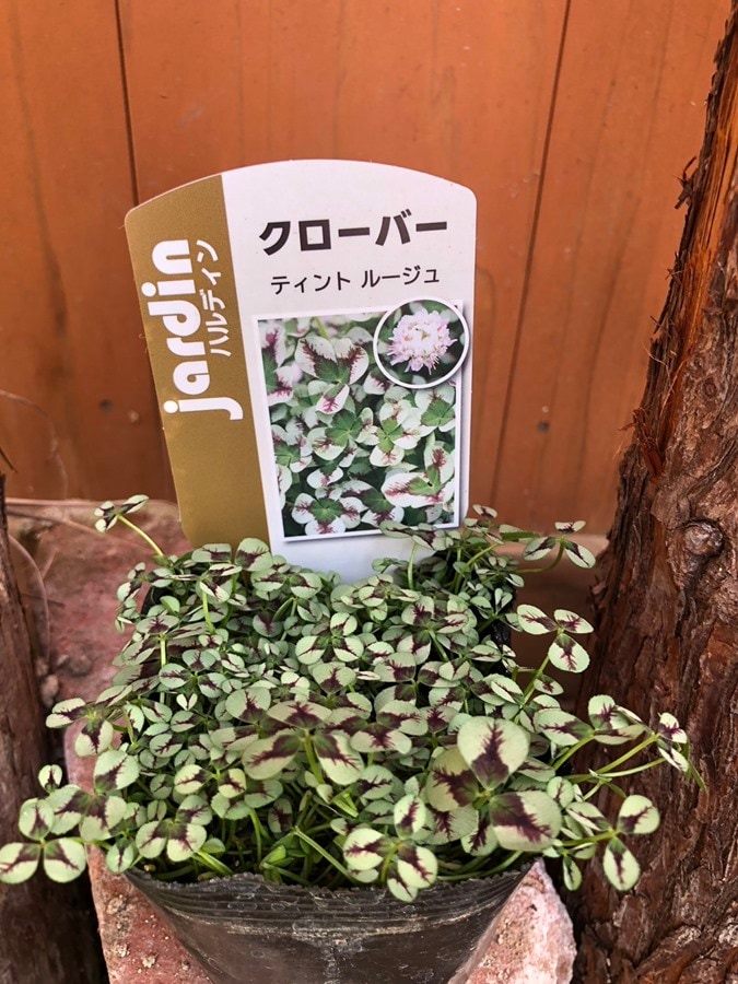 クローバー ’ティント’　 宿根草　9cmポット