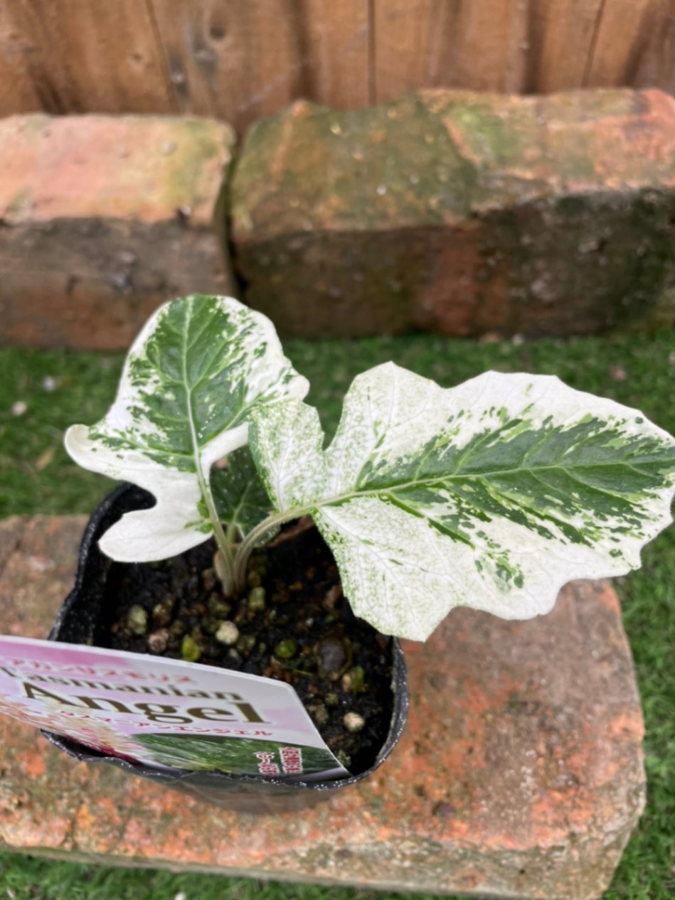 アカンサス・タスマニアエンジェル 宿根草 | 宿根草 | | バラとハーブ