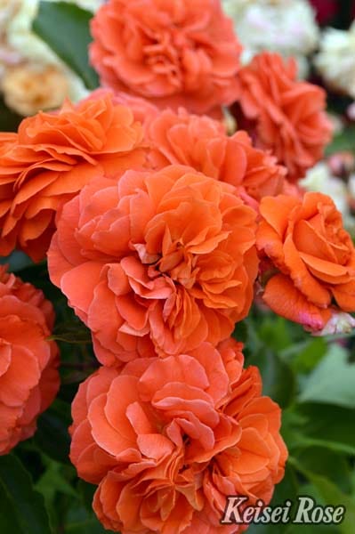 オランジュリー（大苗予約）7号鉢植え　つるバラ　コルデス　バラ苗　《農林水産省 登録品種》