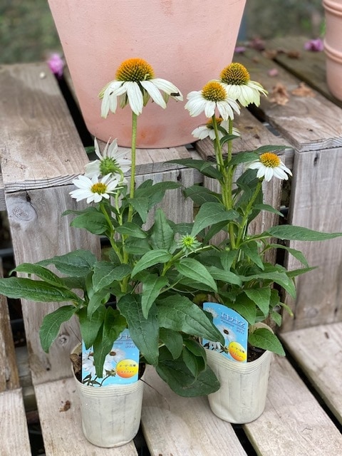 エキナセア・プルプレア（パープレア） ホワイト 白 ハーブ苗 5号