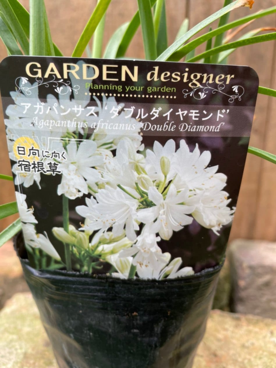 アガパンサス・ダブルダイヤモンド　宿根草  10.5cmポット
