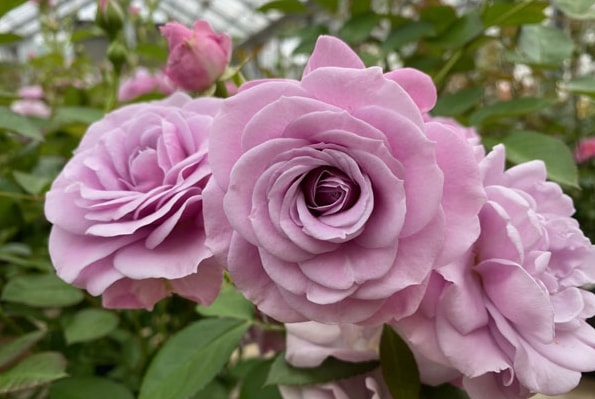 マチネ（大苗予約）7号鉢植え 四季咲き中輪房咲き系（フロリバンダ