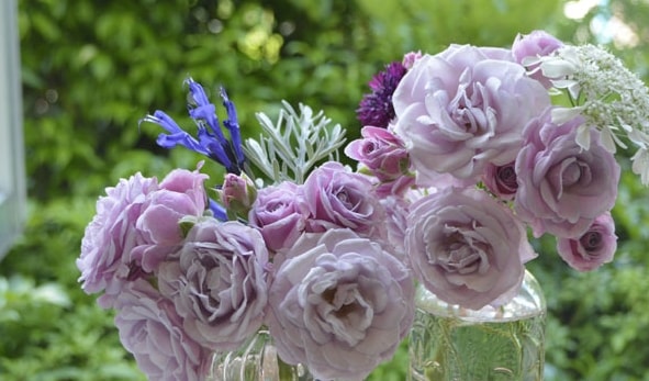 マチネ（大苗）7号鉢植え 四季咲き中輪房咲き系（フロリバンダローズ