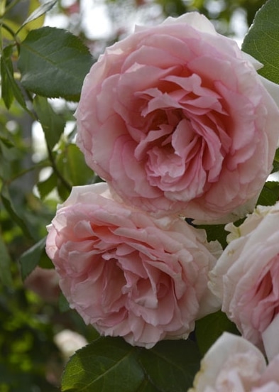 マカロン・ピンク（大苗）7号鉢植え つるバラ コルデス バラ苗 《農林