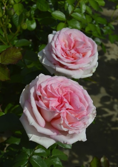 マカロン・ピンク（大苗予約）7号鉢植え つるバラ コルデス バラ苗