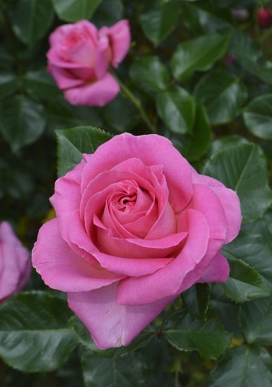 アドーア・ロマンティカ（大苗予約）7号鉢植え 四季咲き大輪系