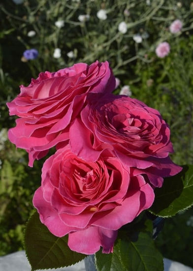 ローステッドカーリーメイプル ドロップトップ 580 x 180 x 6.4 ローステッドカーリーメイプル ドロップトップ 580 x 180 x 6.4 DW