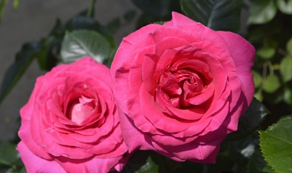 アドーア・ロマンティカ（大苗予約）7号鉢植え 四季咲き大輪系