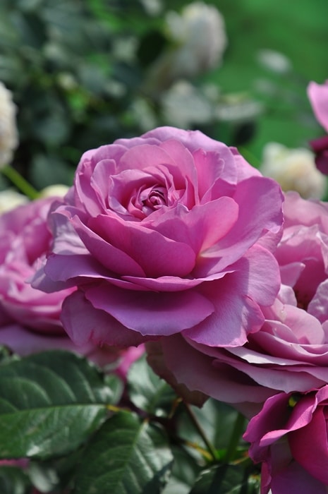 シュリンクス（大苗予約）7号鉢植え 四季咲き ロサ・オリエンティス