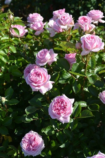 メアリー・レノックス（大苗）7号鉢植え 四季咲き ロサ・オリエン