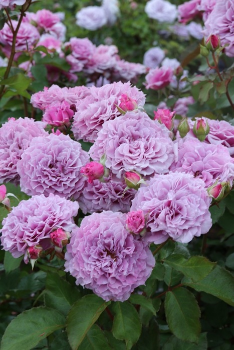 メアリー・レノックス（バラ苗：ロサ・オリエンティス