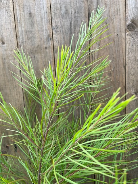 美形。アカシアフロリバンダ1.9M(鉢底から)品番C ミモザ アカシア