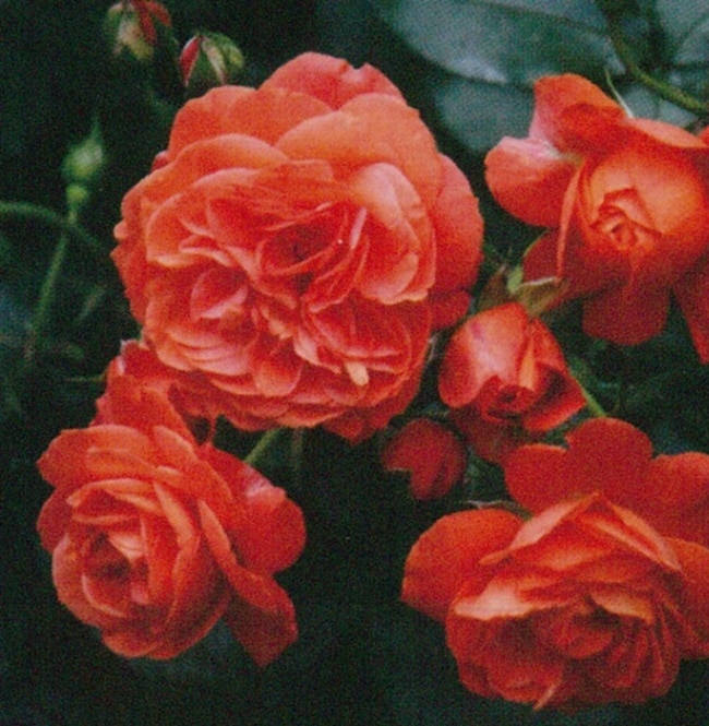 セプテンバー・トワイライト（大苗）7号鉢植え　四季咲き　ワーナーズ・ローゼス　Warners Roses　バラ苗　《契約品種》