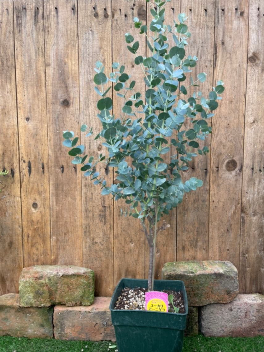 ユーカリ・アーニゲラ　ハーブ苗　7号鉢