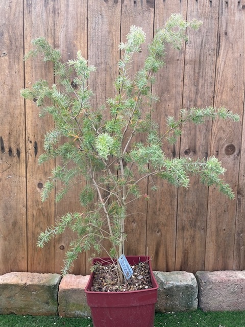 メラレウカ・インカーナ　ハーブ苗　7号鉢