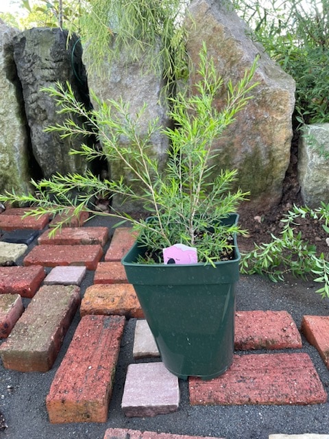 メラレウカ・ブラックティーツリー　ハーブ苗　7号鉢