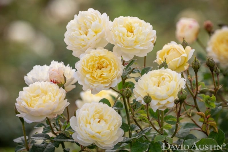 ナイ ベヴァン 大苗 7号鉢植え イングリッシュローズ デビッド オースチンローズ バラ苗 農林水産省 登録品種 Auspital バラ苗 シュラブ樹形 半つる性 黄色系 バラとハーブの専門ショップ 大神 おおが ファーム