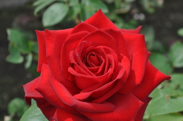 小川立夫 薔薇 12号 小川立夫 薔薇 12号 【公式通販】