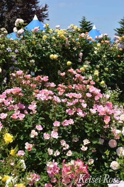 レインボー・ノック・アウト(大苗予約)7号鉢植え 四季咲き中輪房咲き系(フロリバンダローズ)スプレー咲き バラ苗 《農林水産省 登録品種》