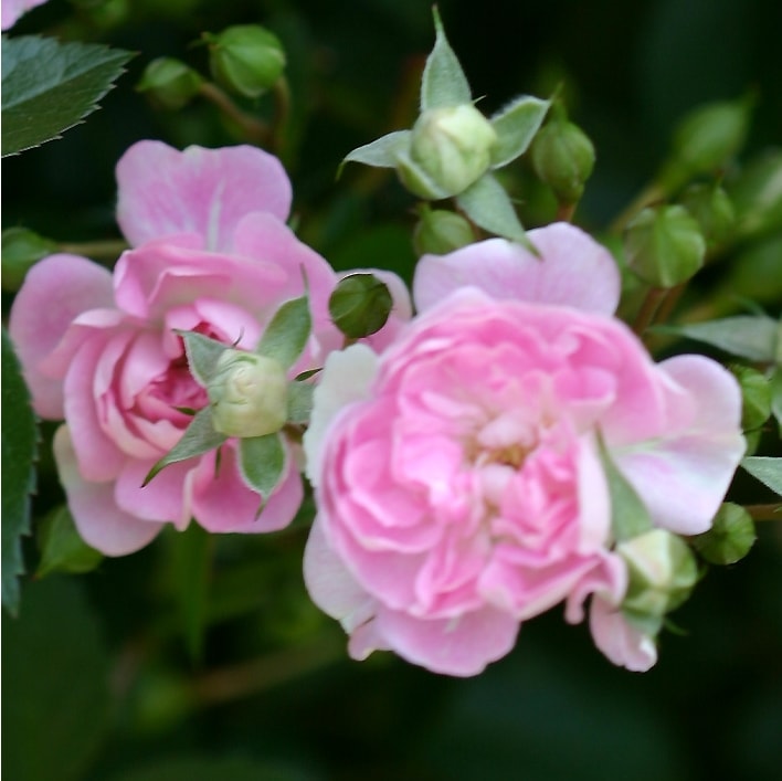 芽衣 めい 大苗予約 7号鉢植え つるバラ バラ苗 契約品種 バラ苗 つるバラ クライミングローズ バラとハーブの専門ショップ 大神 おおが ファーム