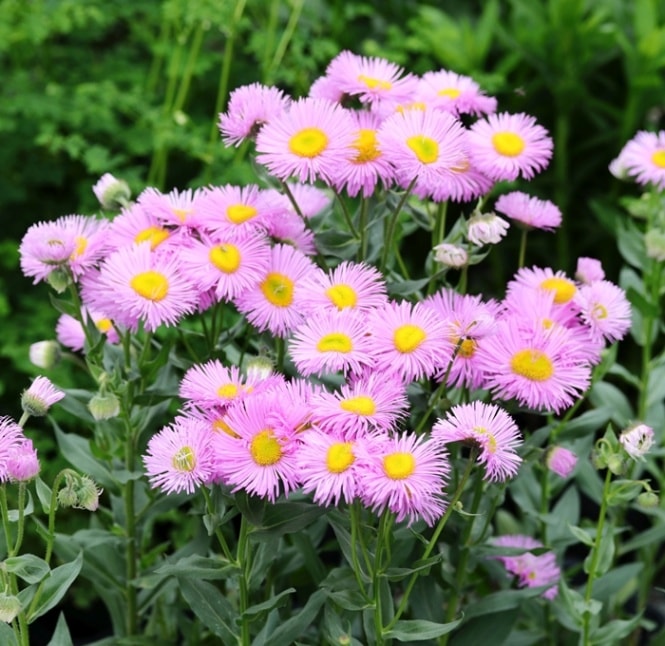 エリゲロン ロサジュエル 宿根草 ガーデニング用(10.5cmポット)