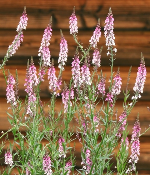 宿根リナリア ピンクキッス 宿根草 ガーデニング用 宿根草 バラとハーブの専門ショップ 大神 おおが ファーム