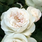 アリアドネ 大苗 7号鉢植え バラ苗 農林水産省 登録品種 ロサ オリエンティス Rosa Orientis 四季咲き中輪房咲き系 フロリバンダローズ スプレー咲き バラ苗 日 ロサ オリエンティス Rosa Orientis バラとハーブの専門ショップ 大神 おおが ファーム アリアドネ 大苗 7号鉢植え バラ苗 農林水産省 登録品種 ロサ オリエンティス Rosa Orientis 四季咲き中輪房咲き系 フロリバンダローズ スプレー咲き バラ苗 日 ロサ オリエンティス Rosa Orientis バラとハーブの専門ショップ 大神 おおが ファーム