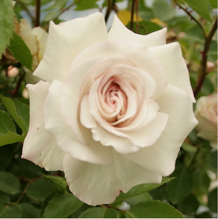 ミラディ ドゥ ウィンター 大苗予約 7号鉢植え アンダー ザ ローズ バラ苗 農林水産省 登録品種 バラ苗 日 アンダー ザ ローズ バラとハーブの専門ショップ 大神 おおが ファーム ミラディ ドゥ ウィンター 大苗予約 7号鉢植え アンダー ザ ローズ バラ苗 農林水産省 登録品種 バラ苗 日 アンダー ザ ローズ バラとハーブの専門ショップ 大神 おおが ファーム