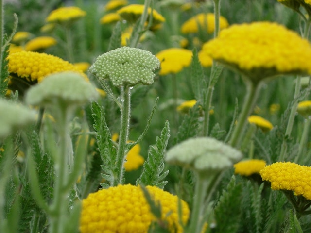 ヤロウ・イエロー　ハーブ苗　
