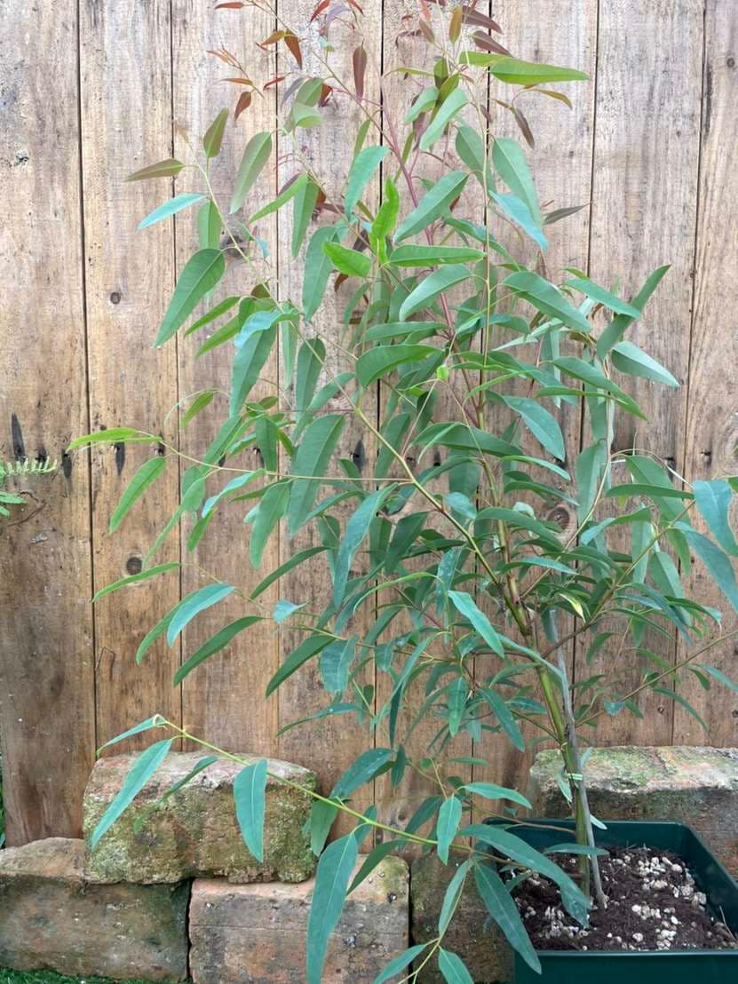 ユーカリ・プンクタータ　ハーブ苗　7号鉢