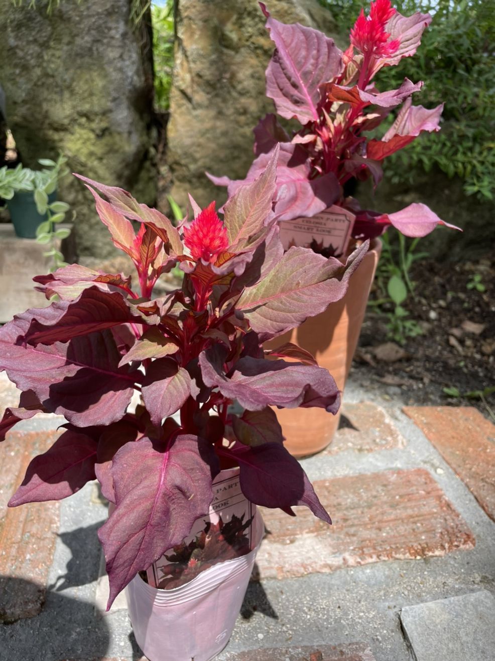 ケイトウ・スマートルックレッド　一年草　3号ポット