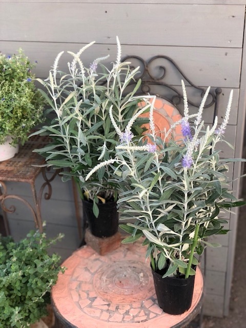 宿根ベロニカ・トウテイラン “シルバーキャンデラブラ” 6号スリット鉢