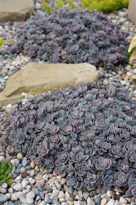 セダム・サンスパークラー・ブルーエルフ 耐寒性多年草 10.5cm