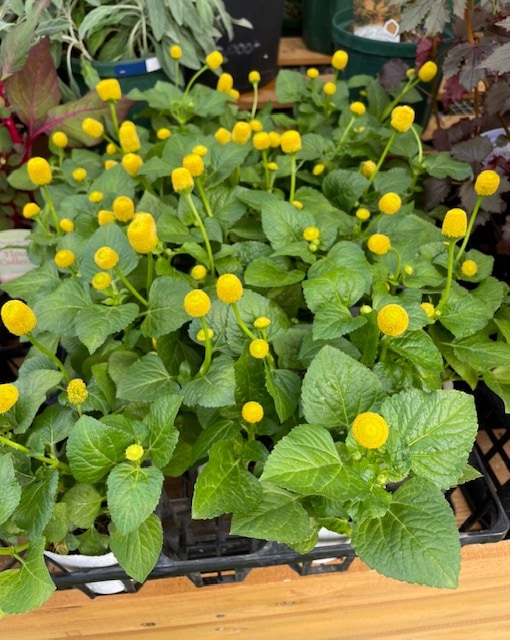 スピランサス ”ゴールデンたまごぼーる”　一年草　ガーデニング用　7.5cmロングポット