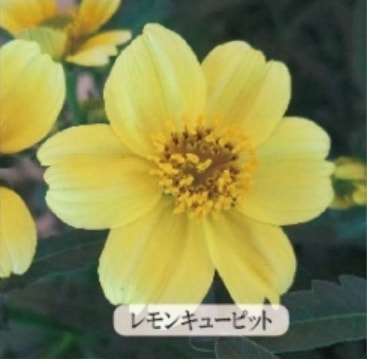 ウインターコスモス・レモンキューピット（ビデンス） 宿根草 9cm