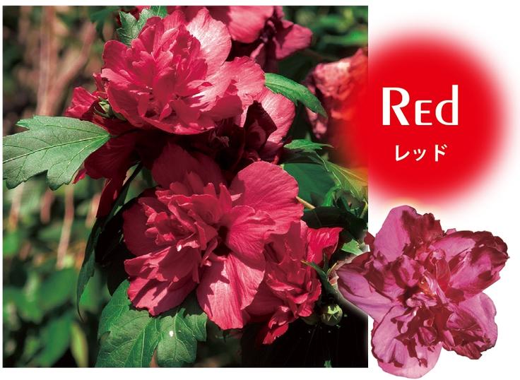 ムクゲ・フレンチキャバレー（レッド）　落葉樹　7号鉢