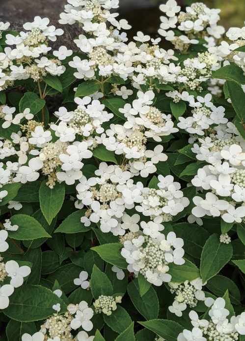 ノリウツギ・ポールスター 落葉樹 6号鉢 | 果樹・花木 | | バラ