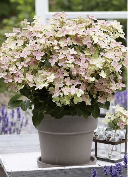 ノリウツギ・ポールスター　落葉樹　6号鉢