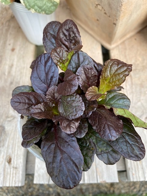 アジュガ・ブロンズビューティー　宿根草　カラーリーフ　7.5cmロングポット