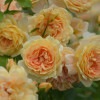 ラ・ベル・ポー（大苗）7号鉢植え　河本バラ園　Kawamoto Brand Roses　四季咲き　バラ苗　《農林水産省 登録品種》|ブランド（ナーセリー）から選ぶ|バラ苗　Roses