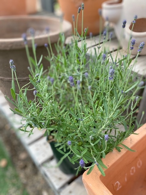 ラベンダー・センティヴィア ブルー（イングリッシュ系） 二季咲き