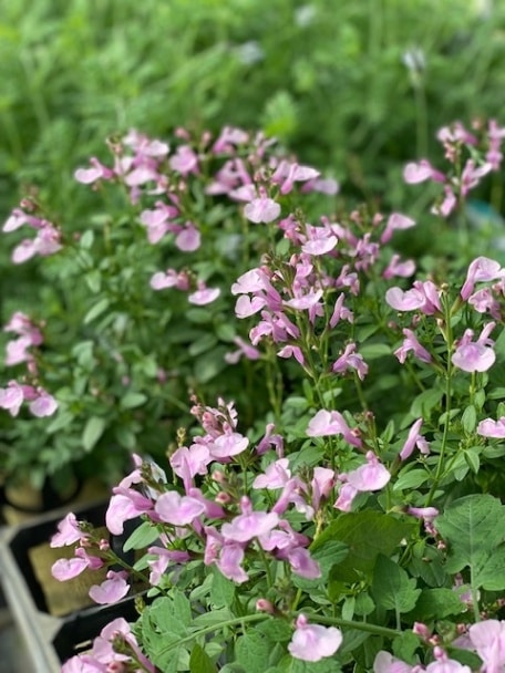 サルビア・ミラージュ（チェリーセージ・ソフトピンク） 耐寒性宿根草