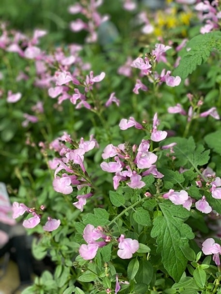サルビア 耐暑性・耐寒性 色→ソフトピンク ハーブ苗 サルビア・ミラージュ（チェリーセージ・ソフトピンク） 耐寒性宿根草