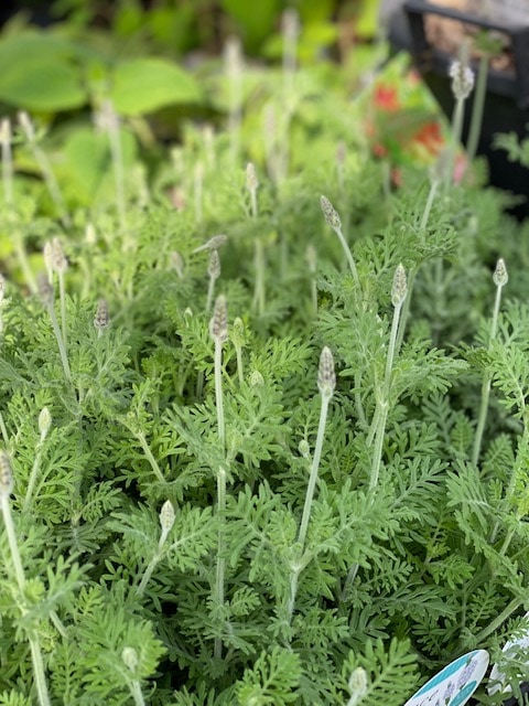 レースラベンダー・ミンティアイス　ハーブ苗　10.5cmポット