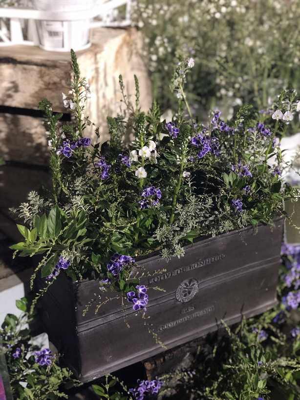 デュランタ宝塚⭐️挿し木【❸】根付き苗１本 デュランタ宝塚⭐️挿し木【➂】根付き苗1本 【公式通販】