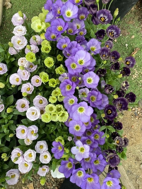 トルコキキョウ　”プッチーノ”　9cmロングポット　宿根草